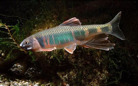 肉食魚種類|肉食魚の日本淡水魚の飼育法とおすすめの種類まとめ